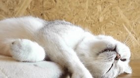 Lifestyle the new cats sleeps on the windowsill happy family. tricolor cat sleeps on a window in the rays of sunlight cute video. cat pet family member