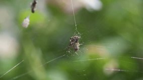 This 4K closeup video clip shows the labyrinth orbweaver spider on its web, next to its nest holding food and eventually starting to devour it.