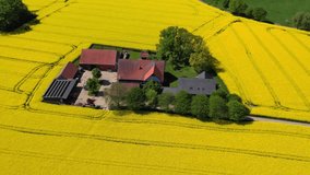 Aerial drone view of yellow rapeseed fields in German countryside. High quality 4k footage