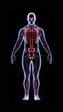 Human Body HUD X-ray of a man on computer monitor digital interface, Concepts of health science, medicine and technology, Vertical video size 4K 9:16	