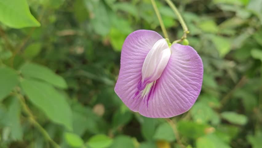 hanging wild violet spurred butterfly pea flower.