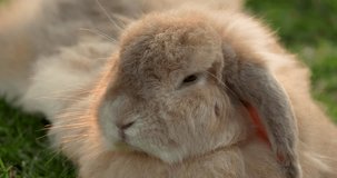 Close up of beautiful fluffy rabbit. Rabbits are one of the most adorable pets. High definition shot at 4K, 60 fps video footage.