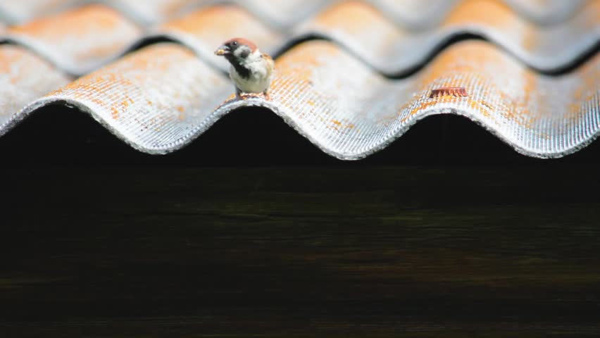 Small sparrow on the roof