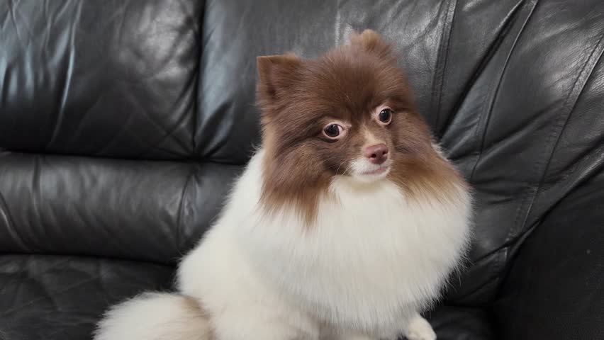 Little dog spitz white brown sitting on black sofa Royalty-Free Stock Footage #3476318265