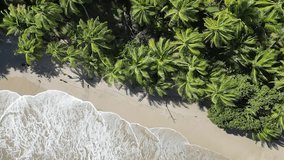 Yarra Beah, Blanchisseuse. Trinidad and Tobago. Vertical slow motion drone shot. Bird's-eye rotating view of palm trees along coastline. high tide waves