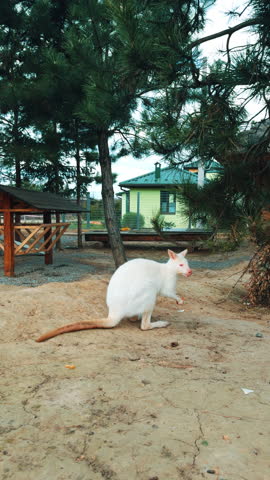 Albino kangaroo sitting on the ground and eating the carrot. Pine trees and huts at backdrop. Vertical video.