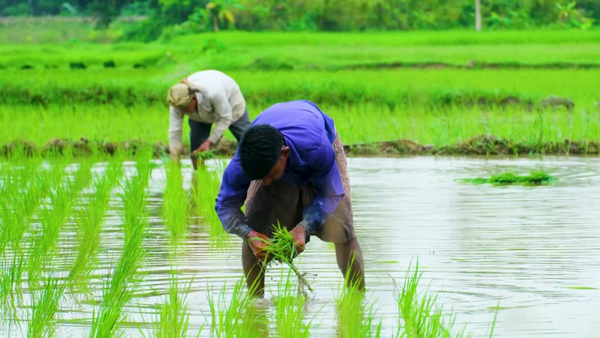 Farmers planting paddy seedlings rice terrace submerged under water Bangladesh