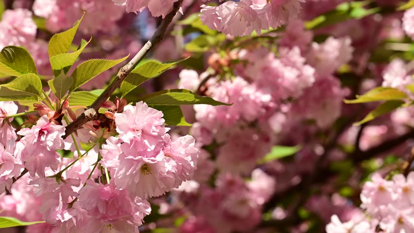 the beautifu;l tree blossoms closeup