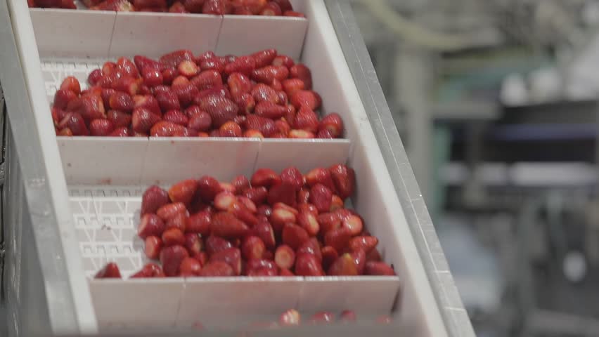 Frozen strawberries in food factory ready for processing and packaging