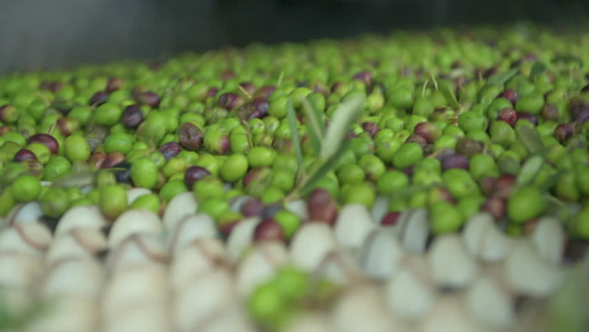 Freshly harvested olives spilling off conveyor belt - stock video