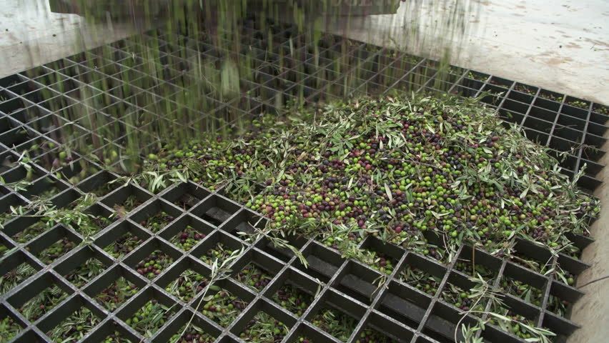 Olive harvest harvesting in Alicante, Spain - stock video