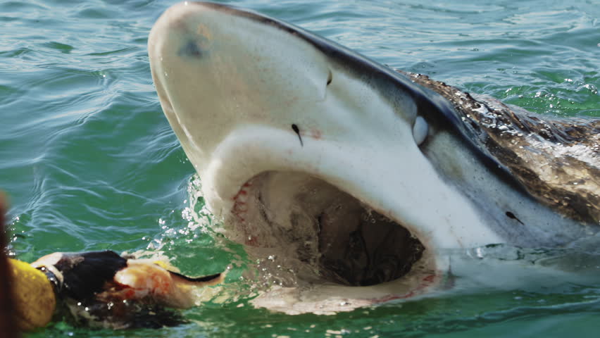 Great white shark breaches with mouth wide open showing all the way down her throat. Feeding of dangerous shark in open sea. Wild nature predators of South Africa. Wild animal. Shark jump out of water