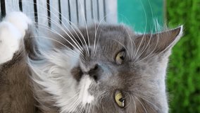 Chill domestic cat head close-up natural beauty by pool purring delight. Domestic cat peaceful serene fluffy presence amidst greenery tranquility enjoying leisure time Domestic cat vertical video.