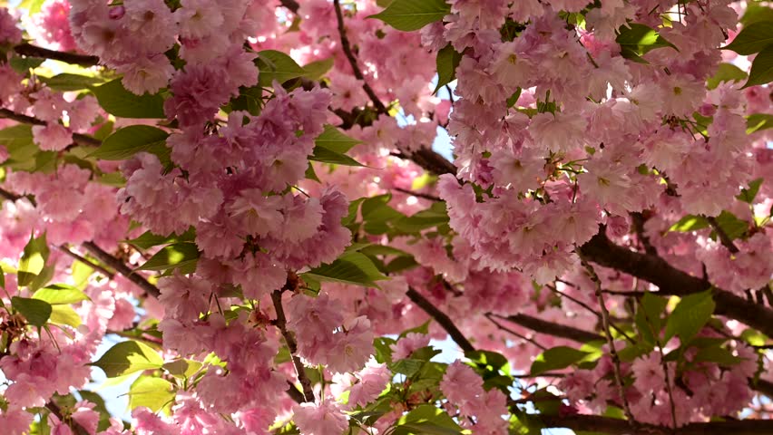 the beautifu;l tree blossoms closeup