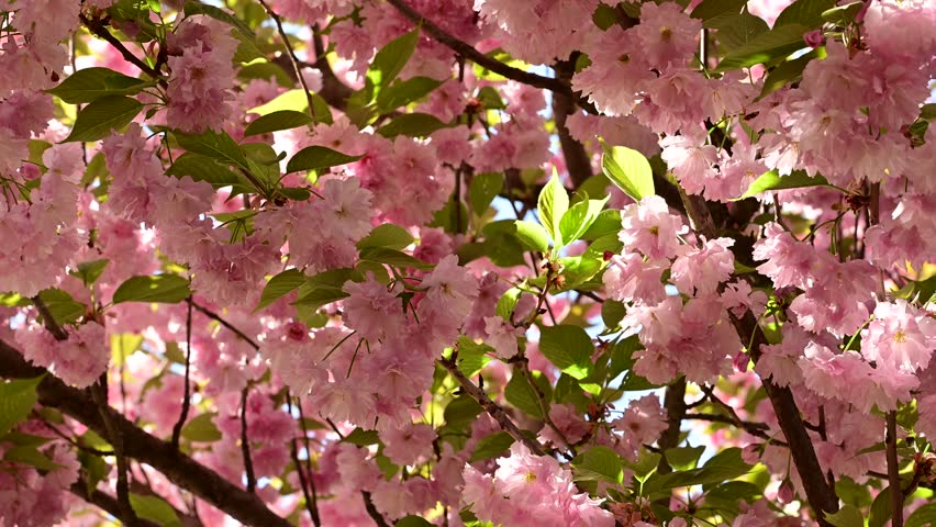the beautifu;l tree blossoms closeup
