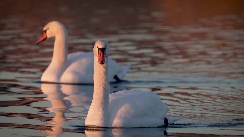 Beautiful white swans on lake in spring close up. Bird living in park in summer season. Largest wild Birds in nature habitat