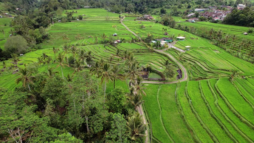 Smooth hills are lined with rice terraces, trekking trail goes up small slope, see some buildings on the hill. Aerial view of the remarkable scenery of Jatiluwih rice fields Royalty-Free Stock Footage #3476593961