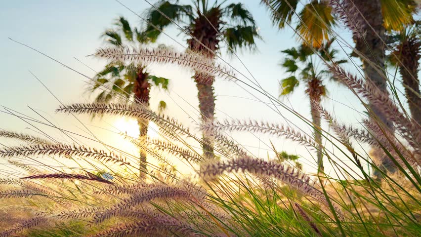 Fluffy grass swaying in the light wind at sunset. Palms on the beach in the background. Selective focus. Abstract summer nature background
