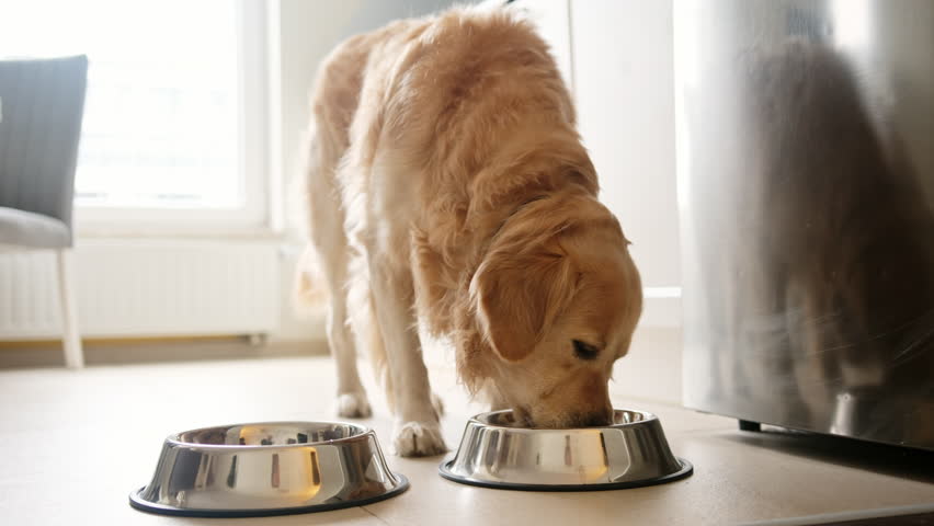 Cute Golden Retriever Dog Breed Eating Food From A Bowl In The Kitchen