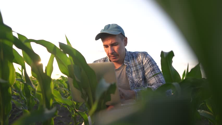 corn agriculture. farmer working in corn field with laptop. agriculture maize business concept. farmer with laptop studying green corn sprouts. man scientist lifestyle worker studying corn sprouts Royalty-Free Stock Footage #3476721459