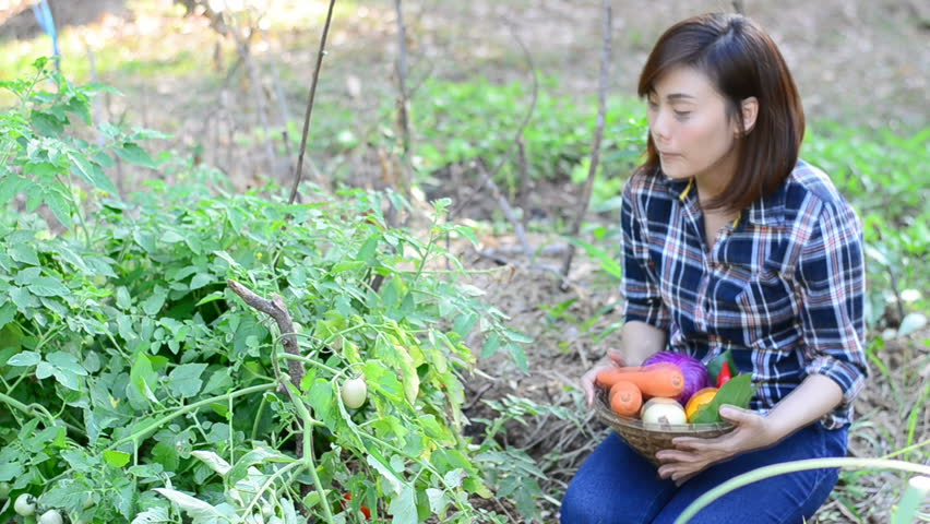 Beautiful asian women harvesting organic vegetables