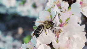 A honey bee collects nectar from a cherry blossom, a bee pollinates a cherry blossom in spring, a cherry tree is covered with white flowers in spring