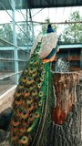 Rear view of a gorgeous peacock sitting on the stump. Amazing wild birds living in captivity. Vertical video.