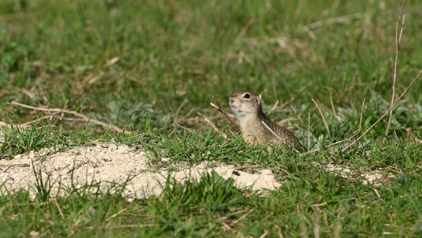 Ground squirrel Spermophilus pygmaeus standing in the grass. Close up. The gopher is hiding in a hole.