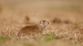 Funny gopher looks out of the hole, little ground squirrel or little suslik, Spermophilus pygmaeus is a species of rodent in the family Sciuridae. Suslik in wildlife. Slow motion video
