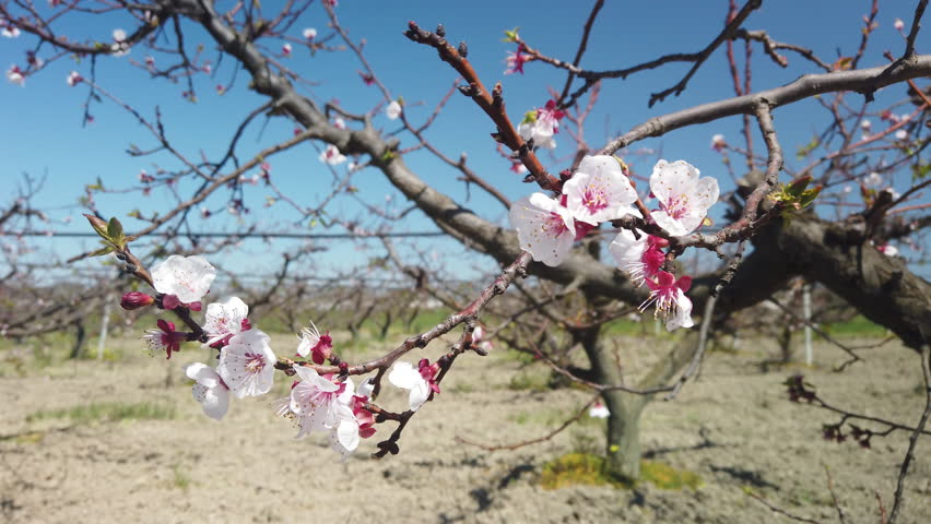 Witness the Ephemeral Beauty: Detailed Examination of an Apricot Blossom's Radiance as Spring Unfolds Royalty-Free Stock Footage #3476852593