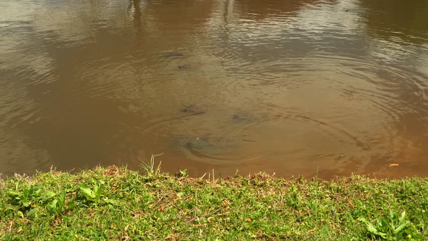 Alabama red-bellied turtles eating bread being thrown in the water.