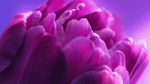 Flower opening close up, soft petals of beautiful purple tulip time lapse, nature background. Tulip bouquet, spring flower macro shot, blooming violet pink tulip Easter backdrop, romantic, tenderness : vidéo de stock