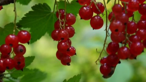 Red Ribes rubrum berries on the plant close-up HD footage - The redcurrant deciduous shrub fruit natural shallow video static camera