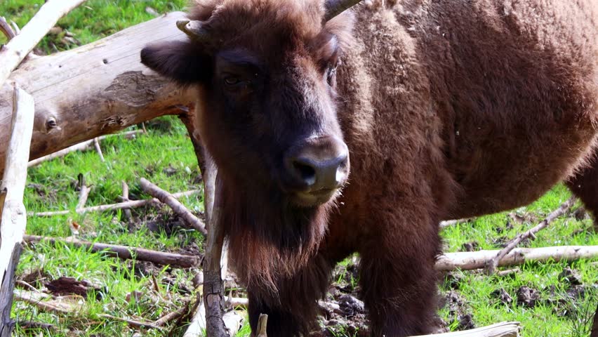 an euopean wisent outdoord 4k 30fps video
