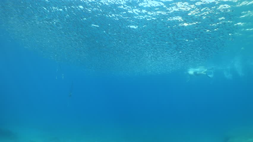 people swim with silversides atherinas  underwater silverside fish school Atherina boyeri) Royalty-Free Stock Footage #3476907467