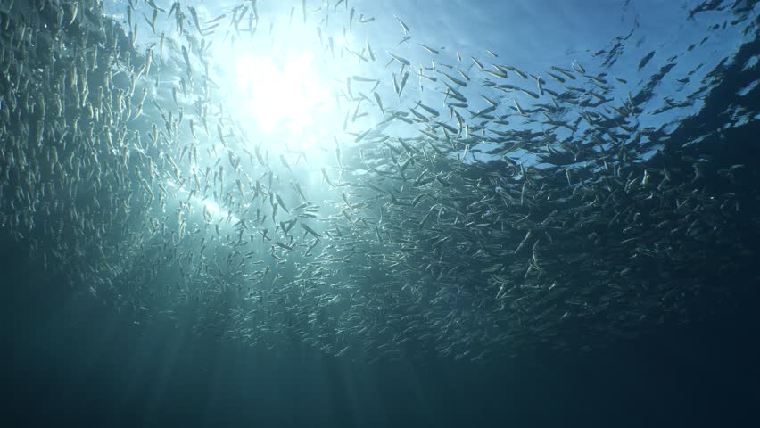 silversides atherinas sun shine and beams underwater silverside fish school Atherina boyeri) Royalty-Free Stock Footage #3476907581