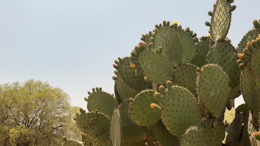 
cactus plant with blue sky