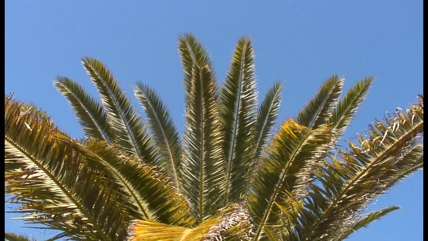 Tropical palm tree blowing in the wind.