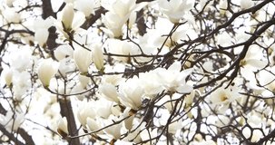 Blossom flowers magnolia tree in spring video 4k