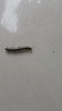 This is a video of a crow caterpillar, a crow caterpillar is similar to a centipede because of its large number of legs.
