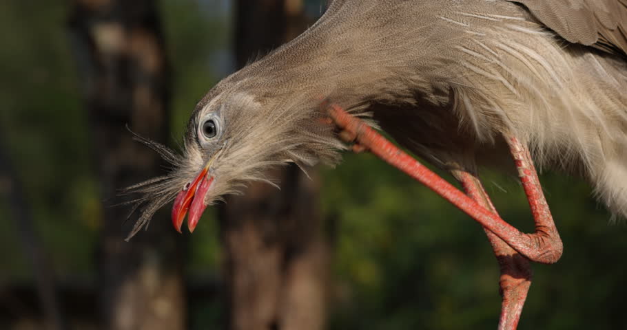 Seriema bird scratching feathers off head in the wild - slow motion