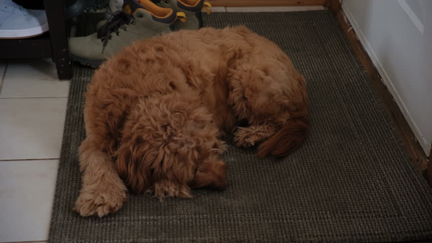 Goldendoodle pet at home, lying on the floor