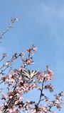 Black and yellow tabby butterfly (Iphiclides podalirius) pollinates pink almond blossoms in blue sky.