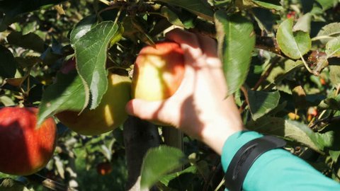Close up of children's hand plucking ripe apple from the branch