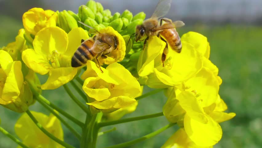 Close up of honey bees on spring blooming yellow oilseed flowers 
