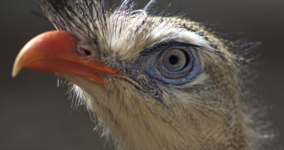 Super slow motion macro of Red-legged Seriema bird looking around in natural habitat surrounded by green forest nature. Also known as Cariama Cristata bird of prey. Animals protection, conservation. 