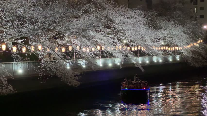 Monzennakacho Night Cherry blossoms, Japan Tokyo 2024 Royalty-Free Stock Footage #3477119325