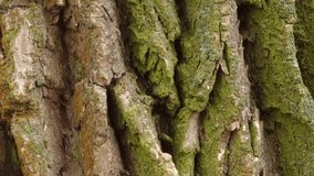 Texture of the rough cracked bark on trunk of old willow covered with lichen in overcast day, view close-up while vertical panning
 - Powered by Shutterstock - Get 15% off with code: PIKWIZARD15
