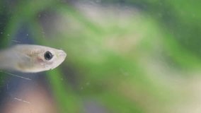 Witness the intricate details of the Gambusia affinis, commonly known as the mosquito fish, in this close-up video. Explore its slender body, vibrant colors, and agile movements in a mesmerizing displ
