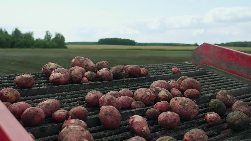 Combine machine processing the harvested potatoes at the farm. Combine sorting out the harvested potato vegetables. Combine carrying the dirty potatoes freshly harvested from the ground. Royalty-Free Stock Footage #3477204831